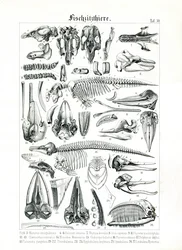 Anatomische Illustration von Meeressäugern