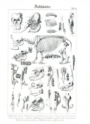 Anatomische Illustration von Dickhäutern