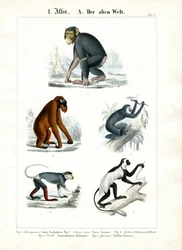 Affen der Alten Welt