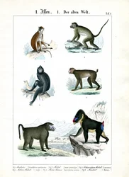 Weitere Affenarten der Alten Welt