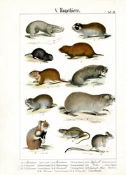 Nagetiere und ihre morphologischen Anpassungen