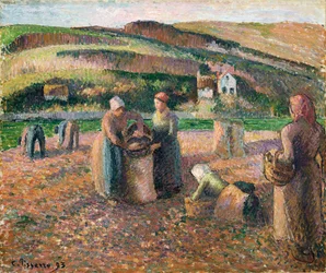 Kartoffeln ernten, 1893
