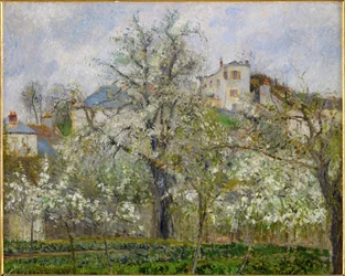 Frühling, Birnenblüten