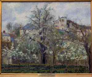 Gemüsegarten und blühende Bäume im Frühling in Pontoise (blühende Pflaumenbäume)