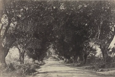 Allee der Banyanbäume, Seringham, Indien