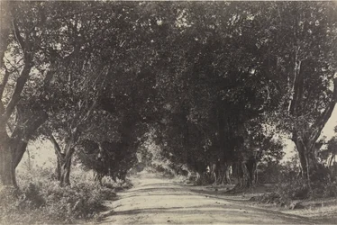 Allee der Banyanbäume, Seringham, Indien, 1858