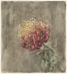 Rote Chrysantheme