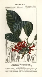 Cyrtandre-Pflanze, Cyrtandra staminea