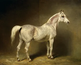 „Beatrice“, der weiße arabische Reitwallach von Helmuth Graf von Moltke, 1855