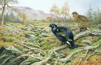 Birkhuhn auf einem Moor