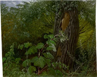 Weidenstamm mit Unterholz