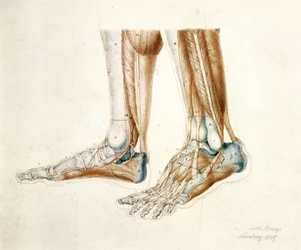 Anatomische Zeichnung von Männerfüßen, 1837