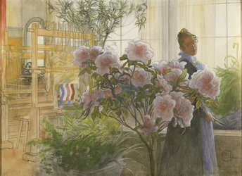 Azalee, 1906