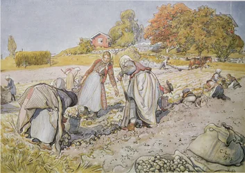 Kartoffeln ernten