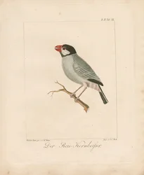 Der Java-Reisfink (handkolorierte Lithografie)