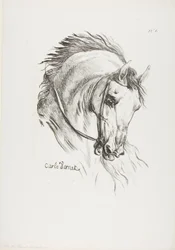 Detail (Pferdekopf, vergrößert auf dreifache Größe, Husar, Königliche Garde, Nr. 6)