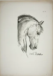 Pferdekopf (Detail), vergrößert auf dreifache Größe, Normannische Königswache, Nr. 3