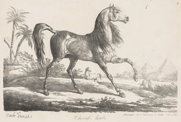 Suite de Chevaux: Arabisches Pferd