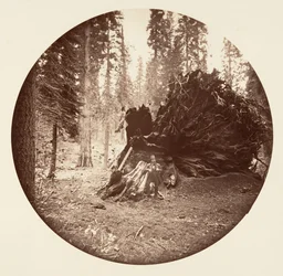 Adlerflügel - Calaveras Grove, ca. 1878