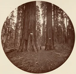 Kein Titel, ca. 1878