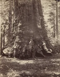 Abschnitt des Grizzly-Riesen mit Galen Clark, Mariposa Grove, Yosemite, 1865-66, gedruckt ca. 1876