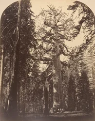 Der grässliche Riese, Mariposa Grove, Yosemite, 1861