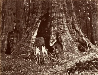 Der Dreifuß, 94 Fuß Umfang, 1865-66, gedruckt ca. 1876