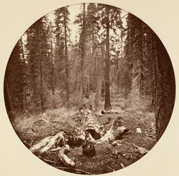 [Yosemite-Nationalpark, Kalifornien], ca. 1878.