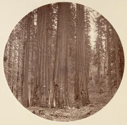 Yosemite-Nationalpark, Kalifornien, um 1878.