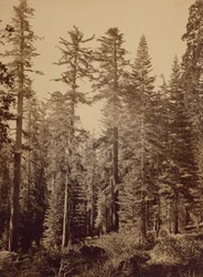 Waldszene / Zucker-Kiefern