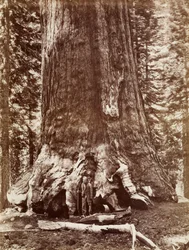 Grizzly Giant Durchmesser 33 Fuß, Mariposa Grove