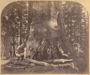 Abschnitt des Grizzly Giant, 33 Fuß Durchmesser, Mariposa Grove, Yosemite, Nr. 111