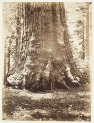 Abschnitt des Grizzly-Riesen mit Galen Clark, Mariposa Grove, Yosemite