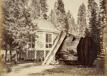 Der Pavillon auf dem Baumstumpf, 28 Fuß Durchmesser