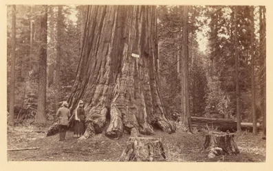 [Der Stolz des Waldes, Calaveras Grove]