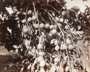 Ohne Titel [Frucht am Baum]