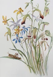 Iris und Blaue Ehrenpreis