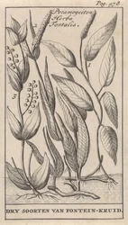 Drei Arten von Quellkraut