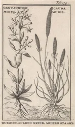 Tausendgüldenkraut und Mäuseschwanz