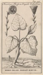 Huflattich mit Hustenkräutern