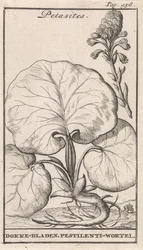 Pestwurz