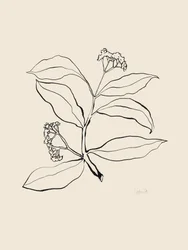 Botanische Linienzeichnung