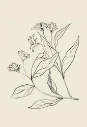 Zarte botanische Zeichnung
