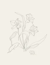 Elegante Blumenlinienkunst
