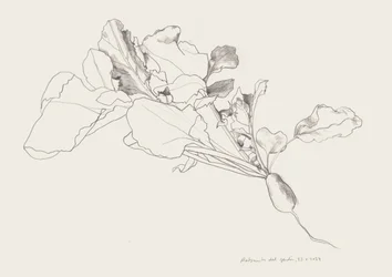 Radieschen Botanische Zeichnung