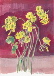 Lebendiger gelber Oxalis