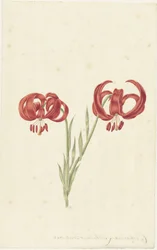 Rote Lilie