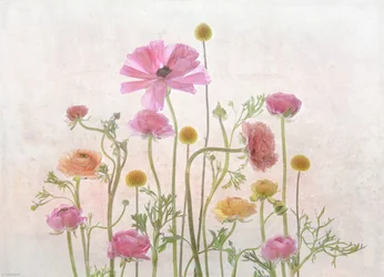 Sanfte Rosa Ranunkeln