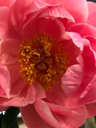 Komposition - Blumen, 2019