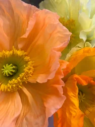Komposition - Blumen, 2019